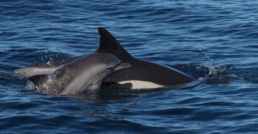 Lagoa: Dolphin Watching & Benagil Tour with Biologist Guide - At a glance