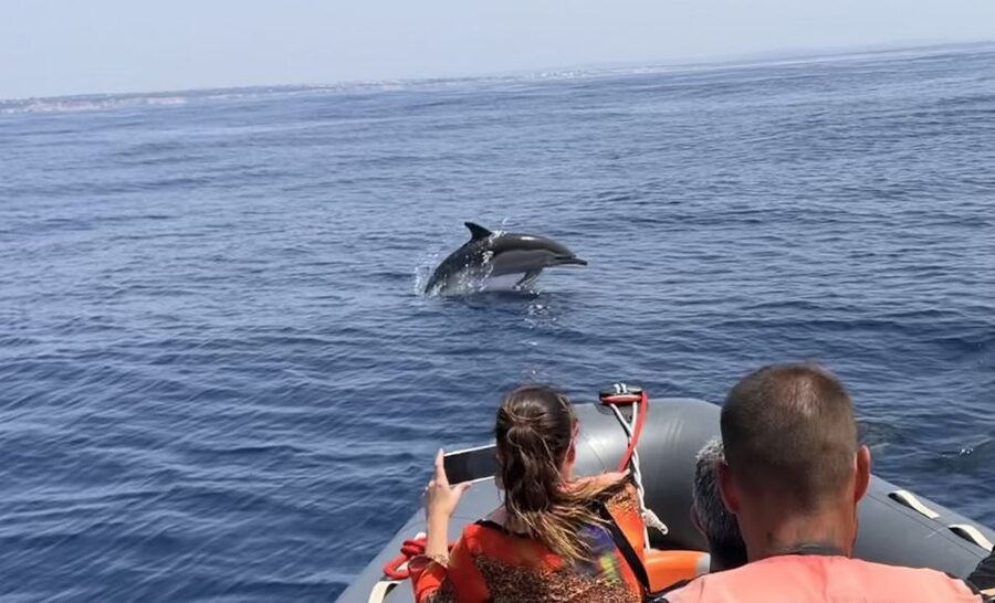 Lagoa: Dolphin Watching & Benagil Tour with Biologist Guide - Final verdict: should you book it?