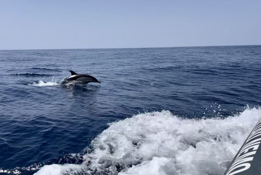Lagoa: Dolphin Watching & Benagil Tour with Biologist Guide - Why this dolphin and cave combination works