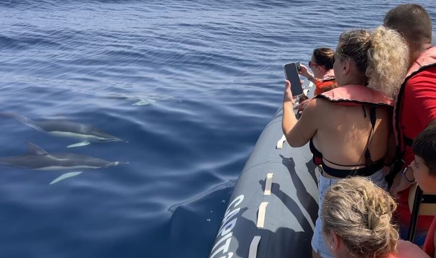 Lagoa: Dolphin Watching & Benagil Tour with Biologist Guide - Looking for dolphins with a biologist guide