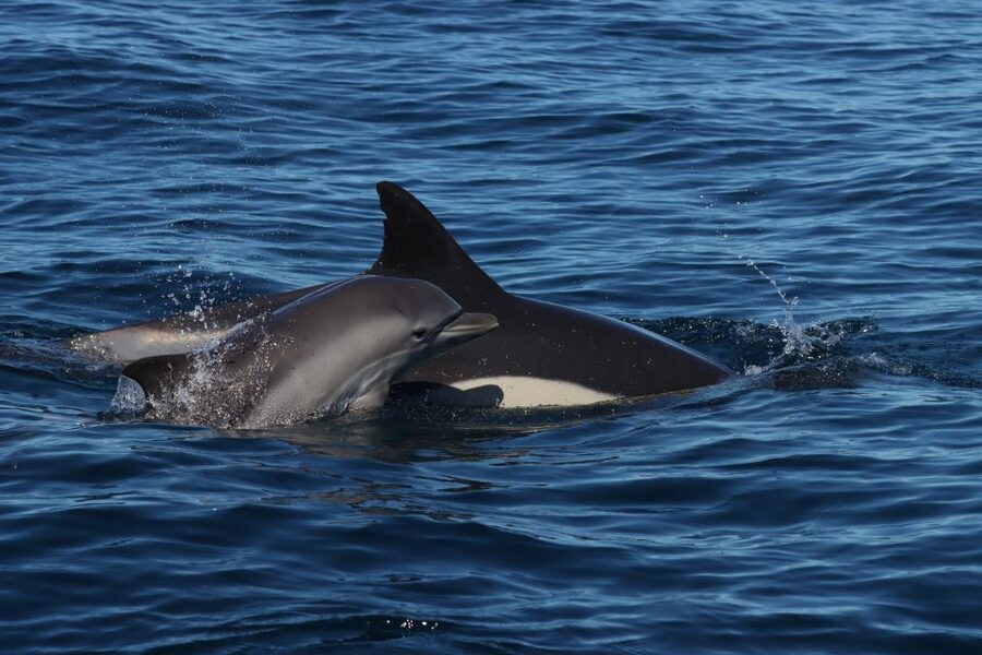 Lagoa: Dolphin Watching & Benagil Tour with Biologist Guide - What the $76 price buys you