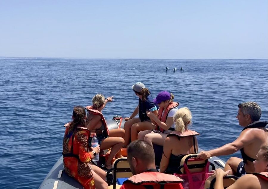 Lagoa: Dolphin Watching & Benagil Tour with Biologist Guide - From Parchal to the open Atlantic
