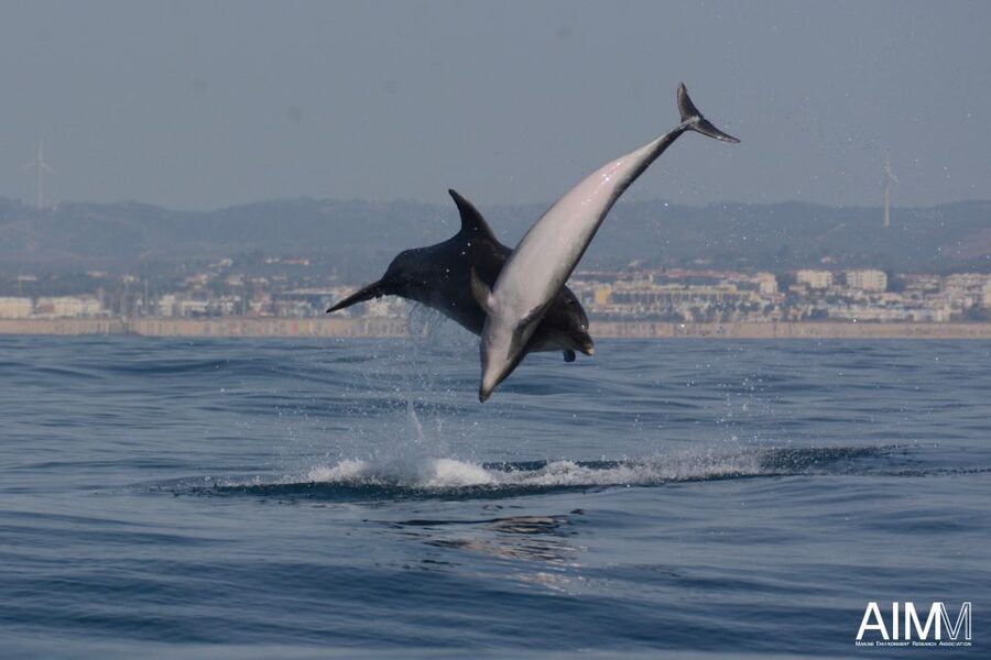 Lagoa: Dolphins Expedition with biologist guide on board - The final call: book it if you value the search