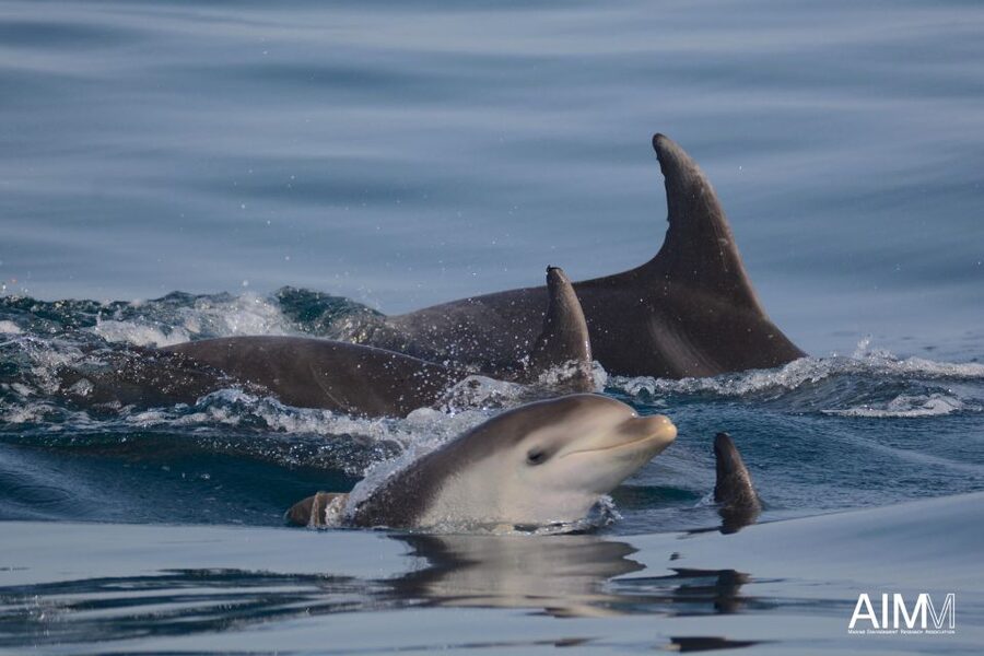 Lagoa: Dolphins Expedition with biologist guide on board - What $82 buys you