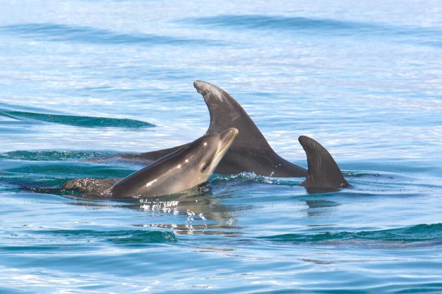 Lagoa: Dolphins Expedition with biologist guide on board - Clothing matters more than the forecast