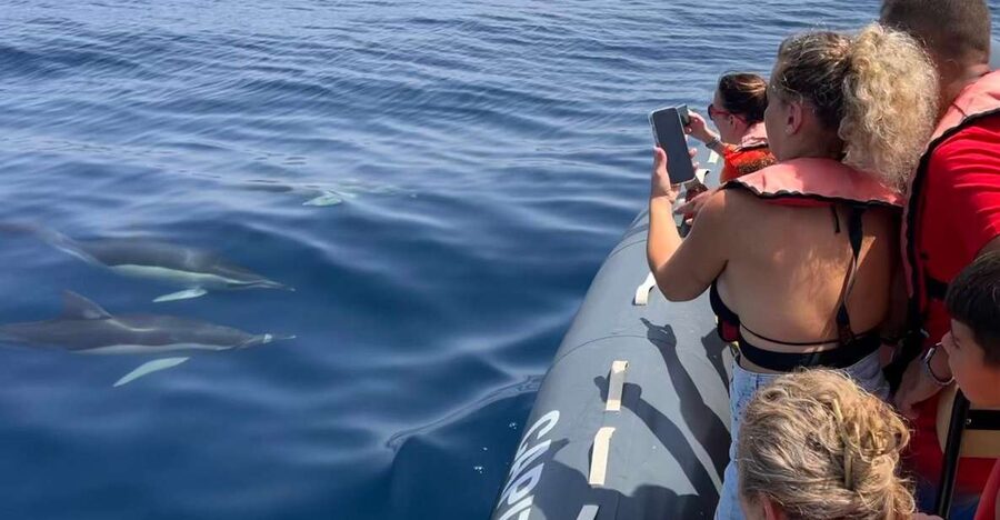 Lagoa: Dolphins Expedition with biologist guide on board - Ten minutes that make the search safer