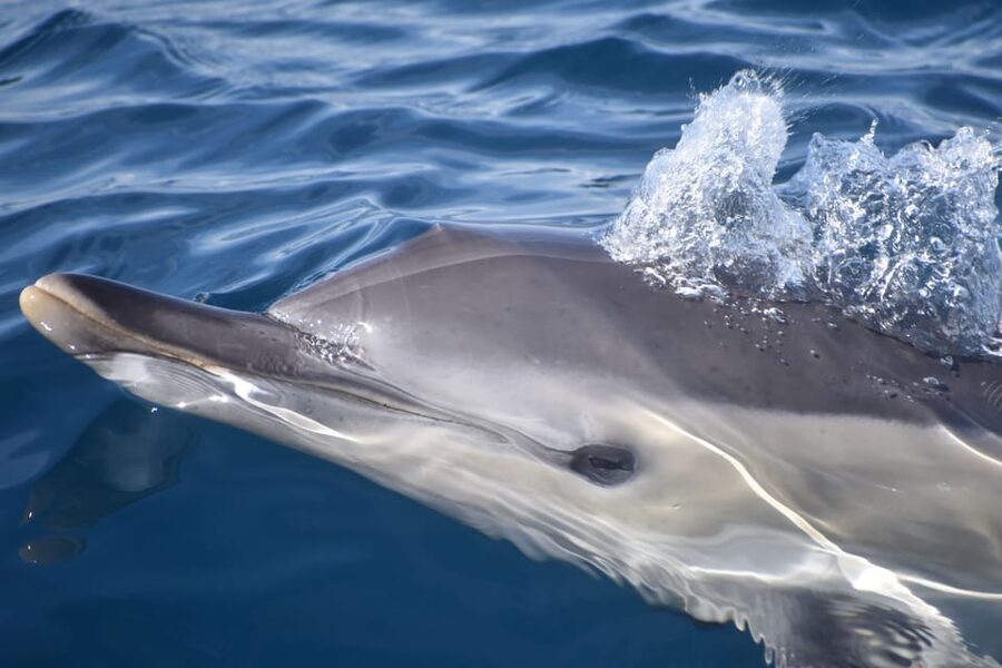 Lagos: Combo Dolphin and Benagil Tour with Marine Biologist - What the marine biologist adds