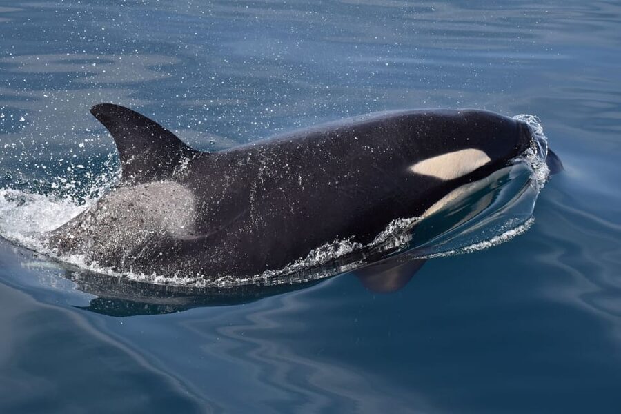 Lagos: Combo Dolphin and Benagil Tour with Marine Biologist - Cruising into Benagil Cave
