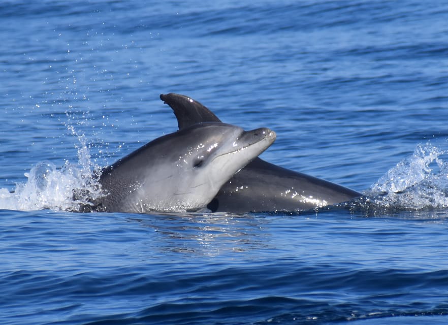 Lagos: Combo Dolphin and Benagil Tour with Marine Biologist - The Hurricane ride: exciting, not soft