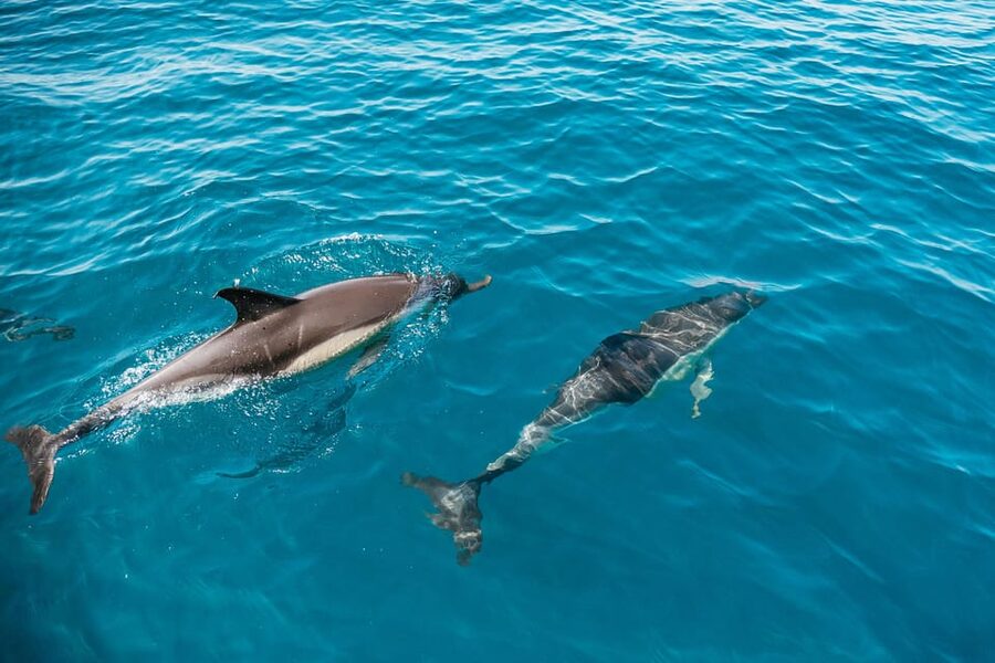 Lagos: Dolphin Watch Tour with Professional Marine Biologist - Leaving Lagos Marina for the Atlantic