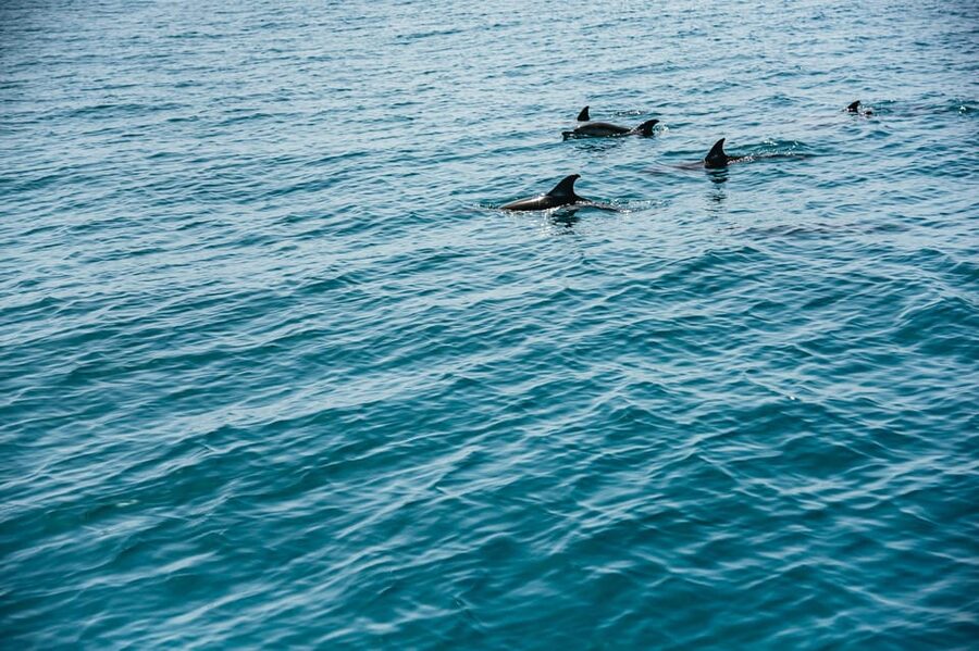 Lagos: Dolphin Watch Tour with Professional Marine Biologist - Watching pods without turning them into a show