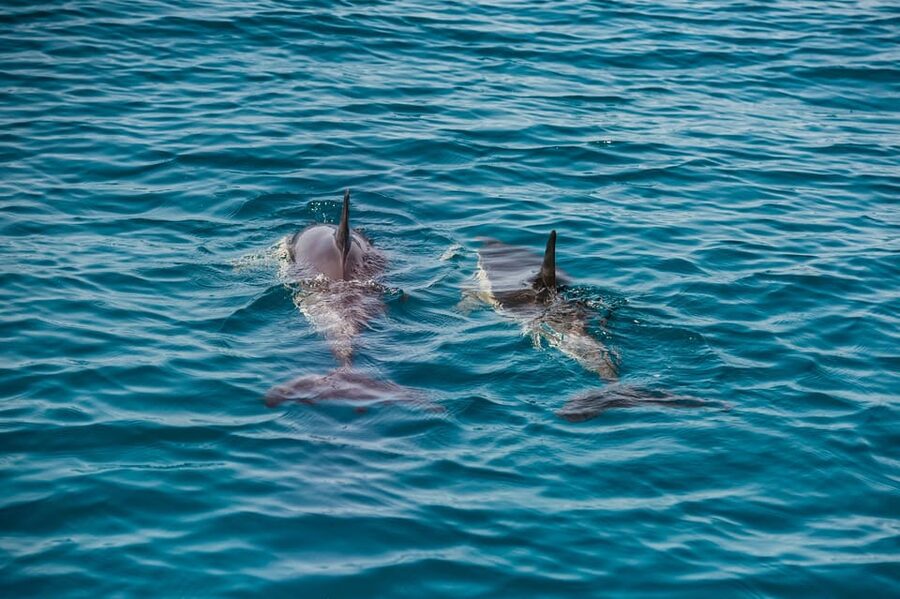 Lagos: Dolphin Watch Tour with Professional Marine Biologist - The boat, seating, and how wet you may get