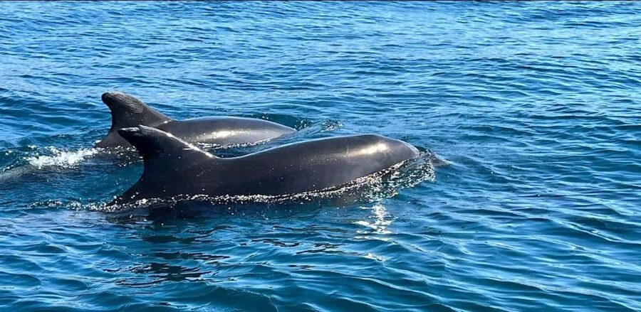 Lagos: Dolphin Watching Tour - A Small Group Makes a Difference
