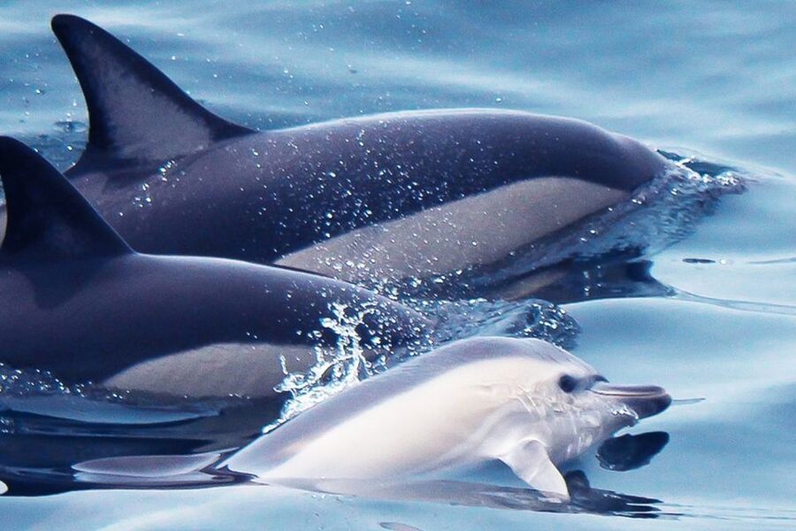 Lagos: Dolphin Watching with Professional Marine Biologists - At a glance