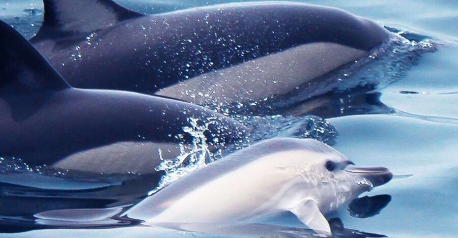 Lagos: Dolphin Watching with Professional Marine Biologists - Racing out of Lagos Marina
