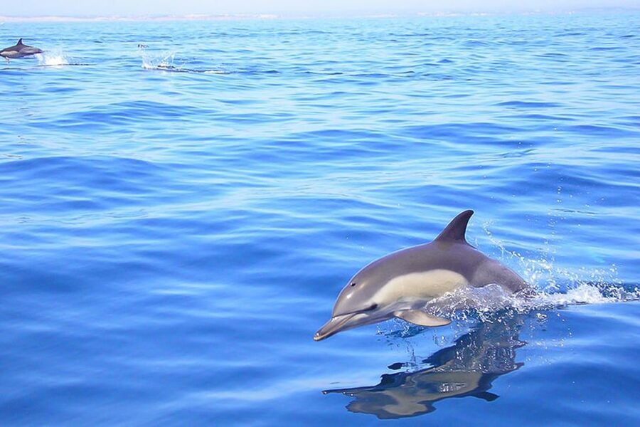 Lagos: Dolphin Watching with Professional Marine Biologists - Watching the pod from the RIB