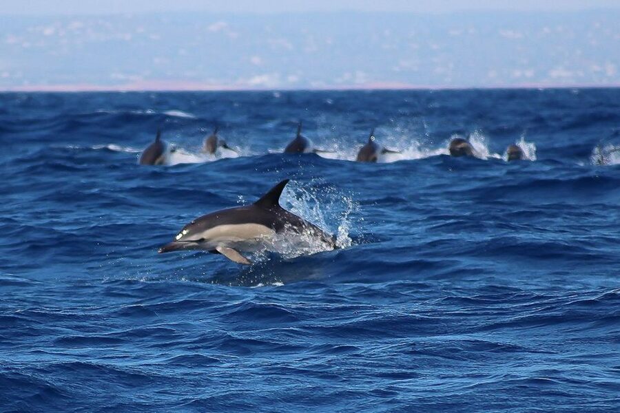 Lagos: Dolphin Watching with Professional Marine Biologists - Who will enjoy this boat trip most