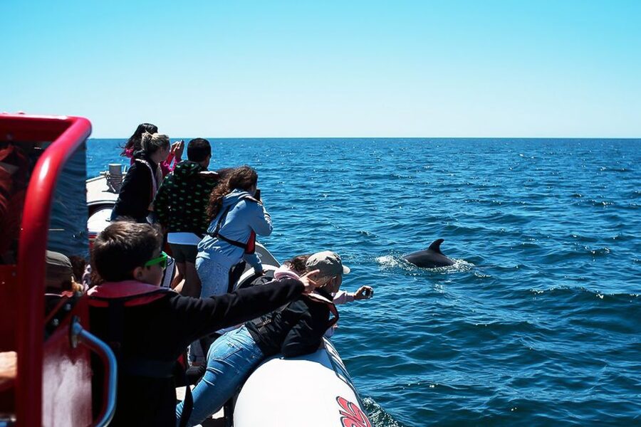 Lagos: Dolphin Watching with Professional Marine Biologists - Practical tips for a better sighting