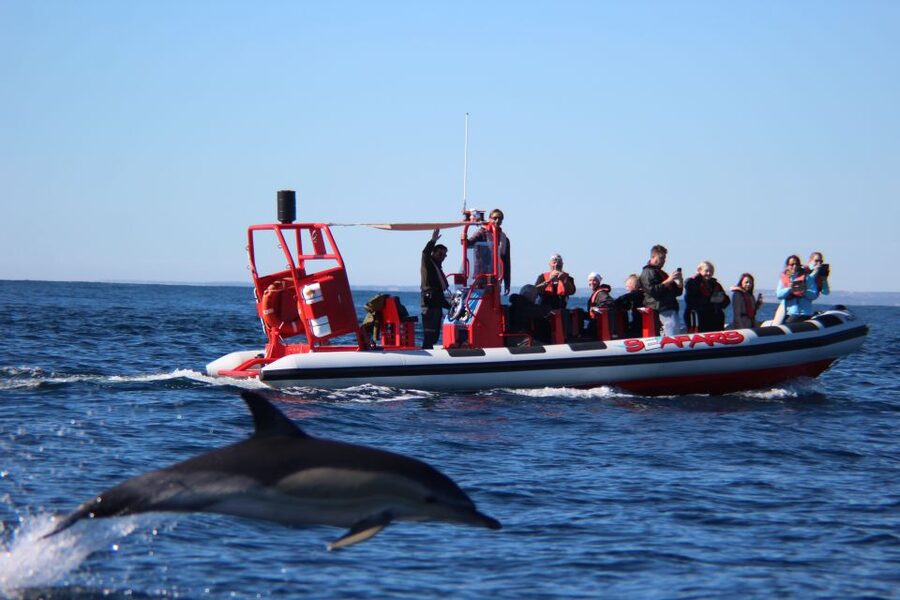 Lagos: Dolphin Watching with Professional Marine Biologists - The search for dolphins in their own home