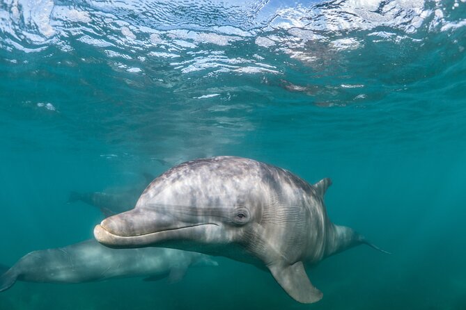 Lagos: Dolphins & Benagil Caves – Catamaran - Key points to know before you book