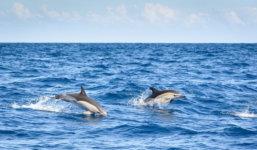 Lagos: Dolphins & Caves - Catamaran - Searching the Atlantic for dolphins from Lagos
