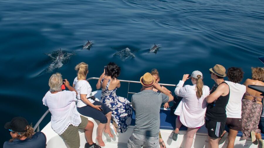 Lagos: Dolphins & Caves - Catamaran - Swimming beside the Algarve cliffs