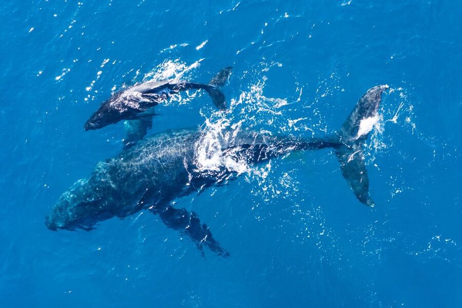 Lagos: Dolphins & Caves - Catamaran - Who will enjoy this cruise most