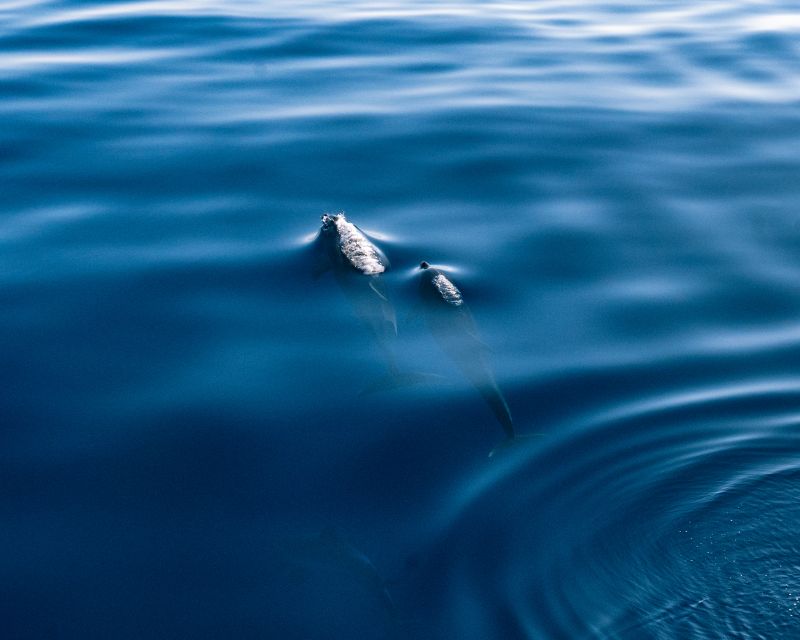 Lampedusa: Sunset Dolphin Sighting on a Pirate Ship - A pirate theme with a real social feel