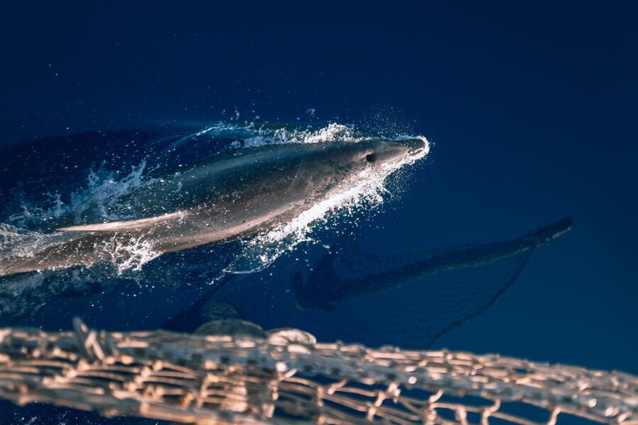 Lampedusa: Sunset Dolphin Sighting on a Pirate Ship - What the $65 price really covers