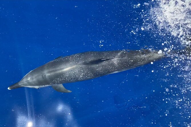 Lana'i Snorkel And Dolphin Quest with Maui Turtle Spot Tour - Key points to know before you book