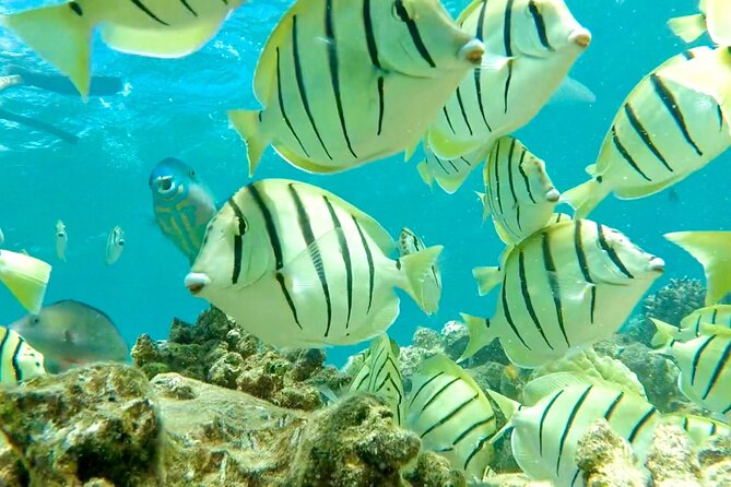 Lana'i Snorkel And Dolphin Quest with Maui Turtle Spot Tour - West Maui’s turtle stop