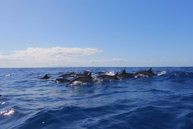 Lanai Deluxe Dolphin Adventure & 3 Snorkel Sites - Dolphins, turtles, and the wildlife factor