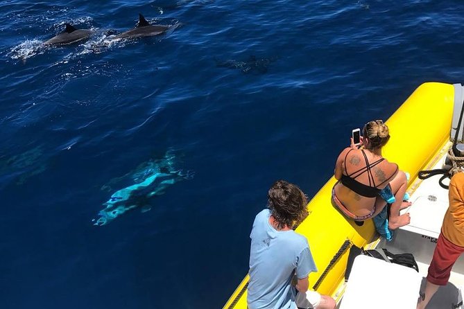 Lanai Deluxe Dolphin Adventure & 3 Snorkel Sites - Is $200 a good value?