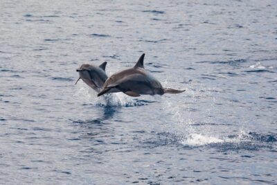 Lanai Snorkel and Dolphin Watch from Maalaea
