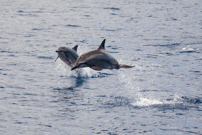 Lanai Snorkel and Dolphin Watch from Maalaea - Dolphin watching from the deck