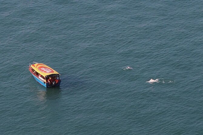 Lantau Group Tour: Dolphin Watching, Fishing Village & Cable Car - The Ngong Ping cable car: the day’s strongest opening
