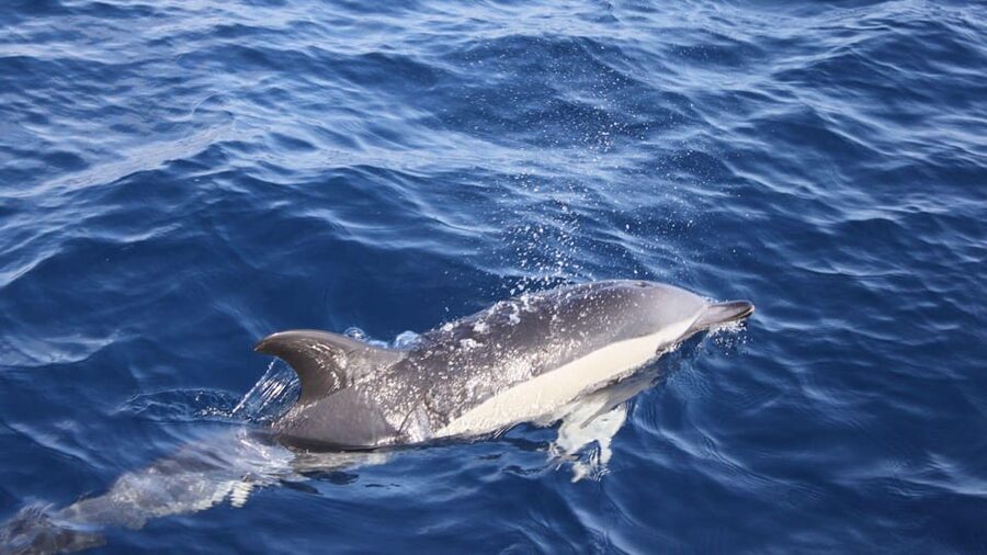 Lanzarote: 2.5-Hour Sunset and Dolphins Cruise - A fast start from Puerto del Carmen