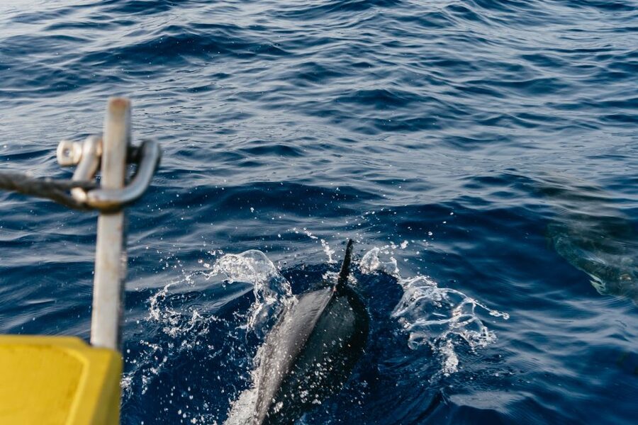 Lanzarote: 2.5-Hour Sunset and Dolphins Cruise - Sunset, sparkling wine, and local pastries