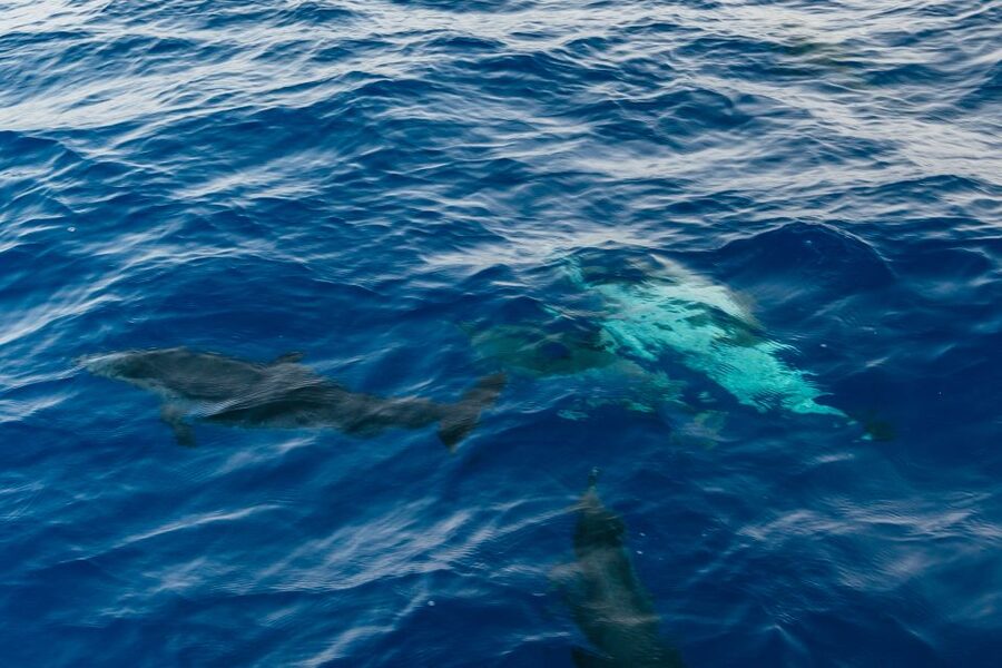 Lanzarote: 2.5-Hour Sunset and Dolphins Cruise - Is $61 a fair price?