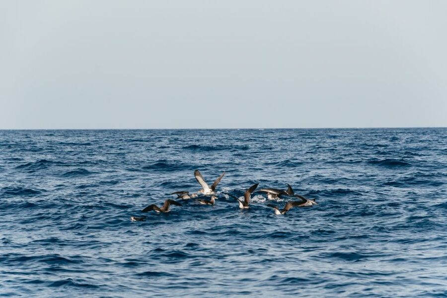 Lanzarote: 2.5-Hour Sunset and Dolphins Cruise - Who will enjoy this cruise most?
