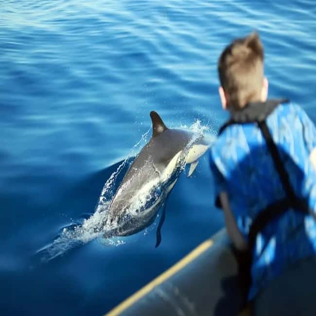 Lanzarote: Dolphin Watching by speedboat - Sun, spray, and what to bring
