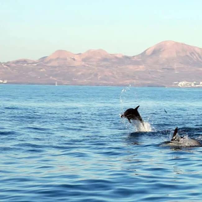 Lanzarote: Dolphin Watching by speedboat - What the Waverider ride feels like