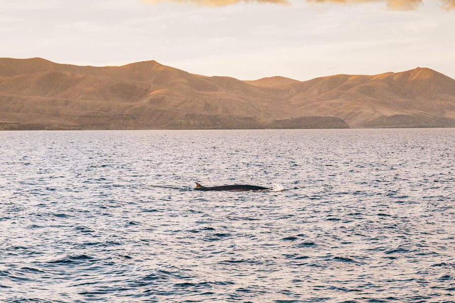 Lanzarote: Dolphin-Watching Sunset Cruise with Transfers - Transfers from Arrecife, Puerto del Carmen, and Playa Blanca