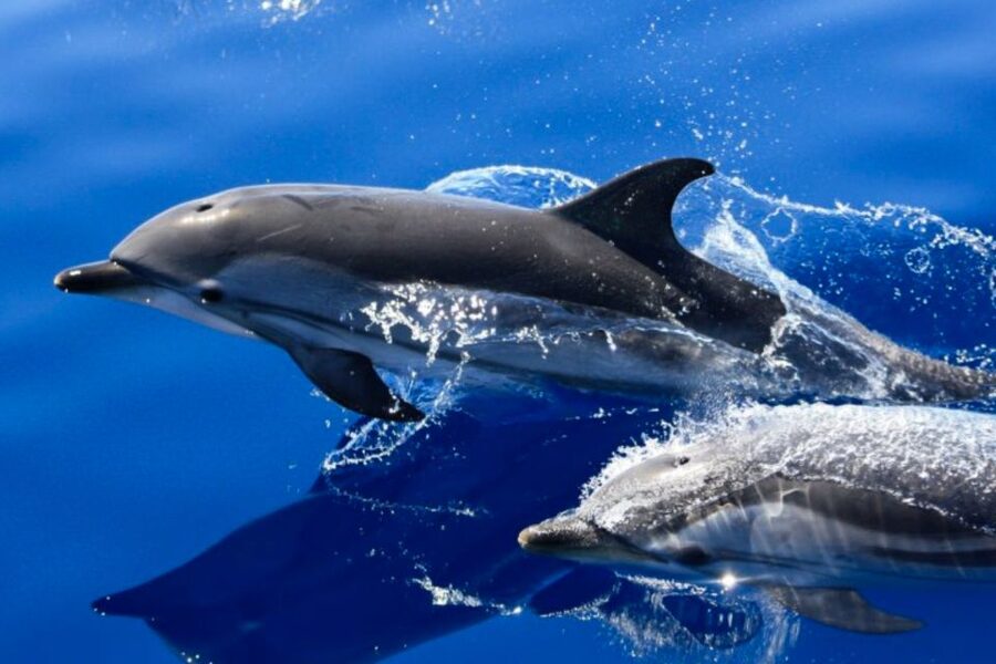 Lanzarote: Lobos Island Half-Day Dolphin Watching Trip - Key points to know before booking
