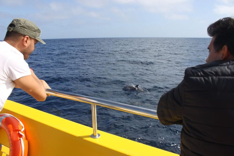 Lanzarote: Lobos Island Half-Day Dolphin Watching Trip - The morning starts with a wide Lanzarote pickup