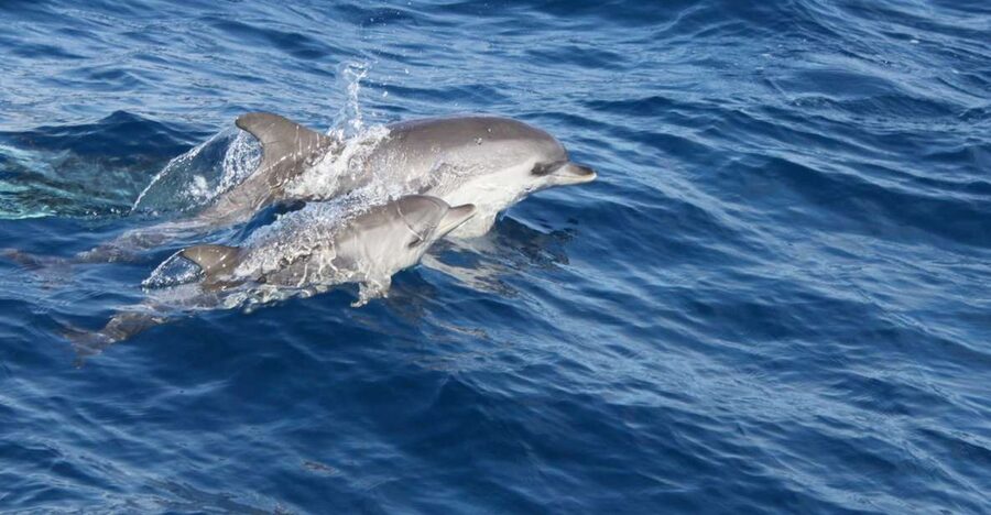 Lanzarote: Lobos Island Half-Day Dolphin Watching Trip - Lobos Island gives you 2.5 hours to choose your own pace
