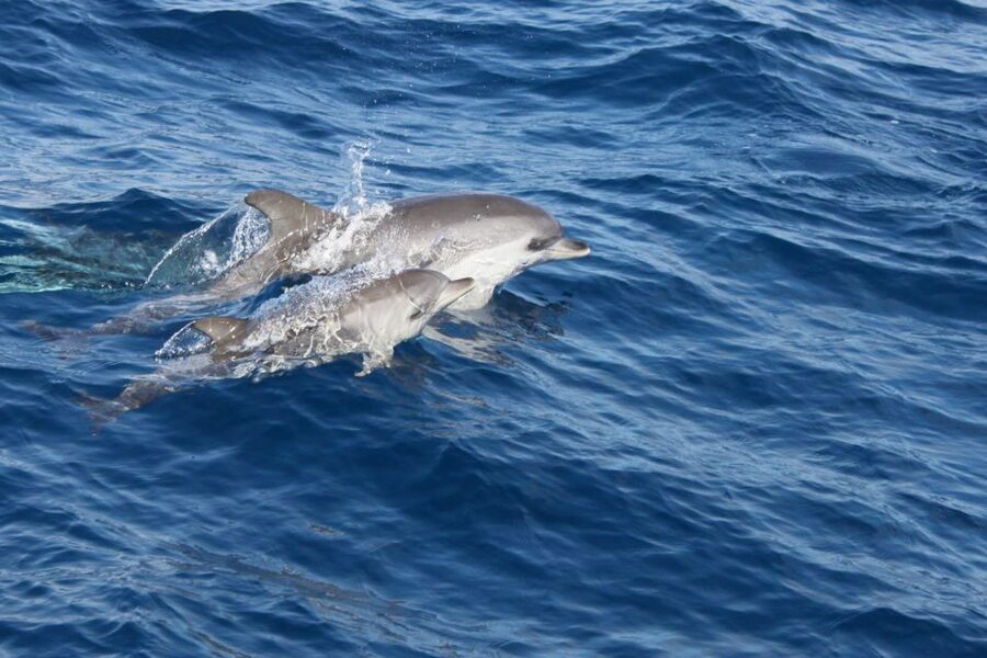 Lanzarote: Lobos Island Half-Day Dolphin Watching Trip - Is $85 good value for this combination?