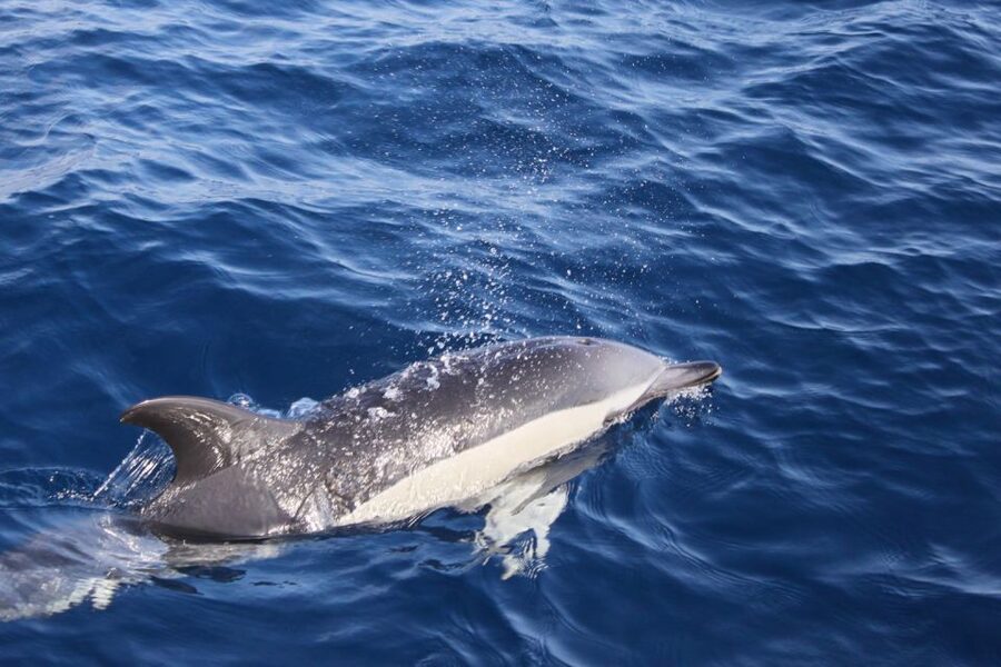 Lanzarote: Lobos Island Half-Day Dolphin Watching Trip - A fast 90-minute crossing with dolphins in the Atlantic