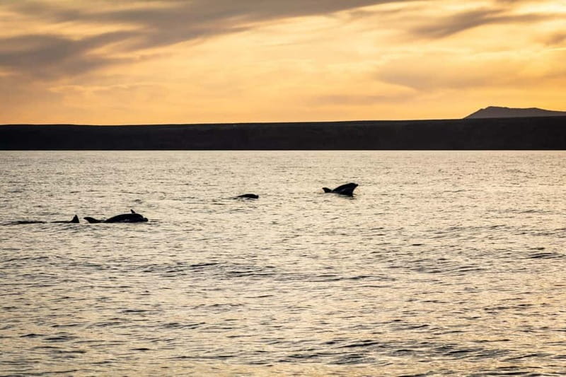 Lanzarote Sunset Experience with dolphin spotting - Dolphin spotting in Lanzarote waters