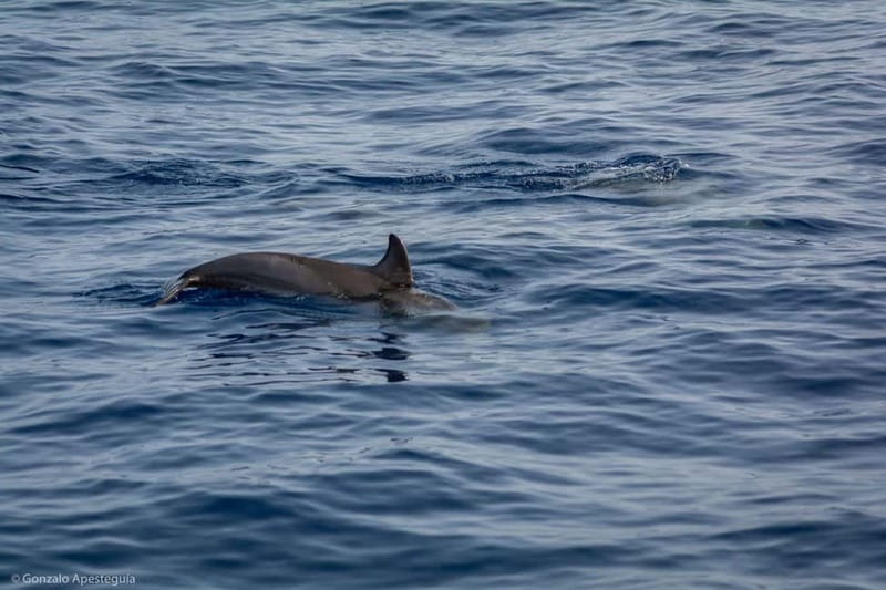 Lanzarote Sunset Experience with dolphin spotting - Drinks, snacks, and what you should bring